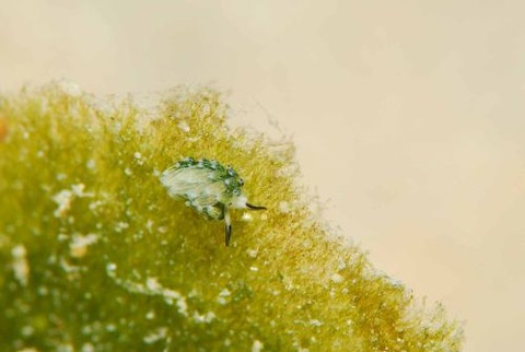 ウサギモウミウシ