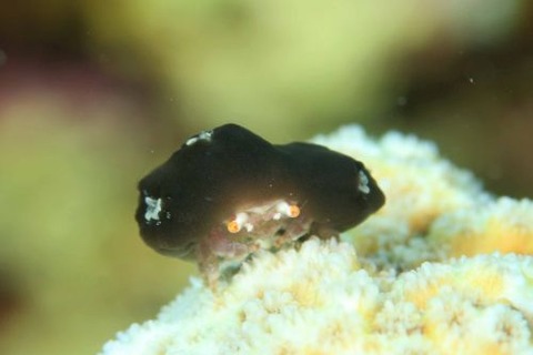 カイカムリ科の1種