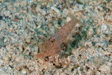 テッポウエビ科の1種