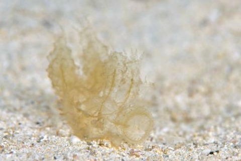 マツゲメリベウミウシ