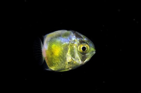 刺激的な水中生物