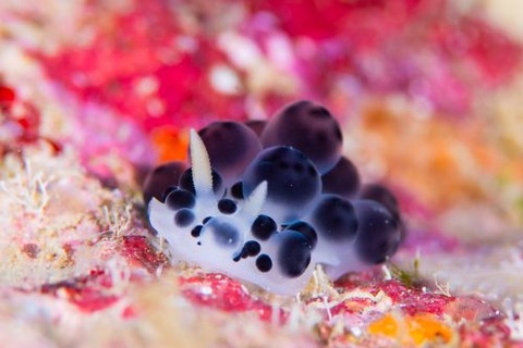 ダンゴイボウミウシ