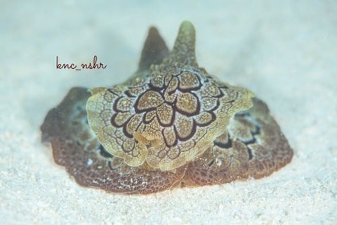 ゼニガタフシエラガイ