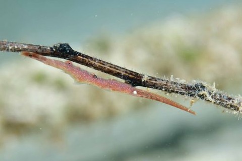 トガリモエビ属の1種