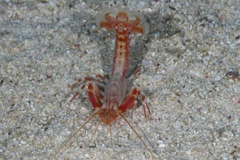 アナエビ科の１種