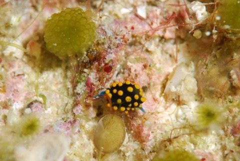 テントウウミウシ