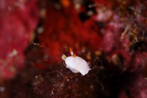 シロウサギウミウシ