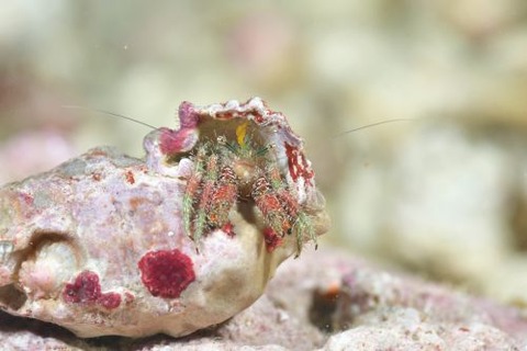 アミメオニヤドカリ