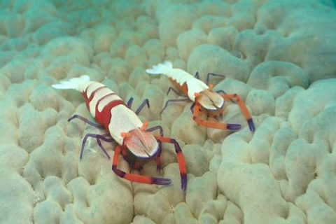 ウミウシカクレエビ