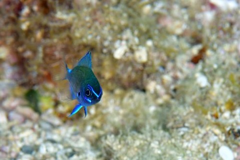 アマミスズメダイ