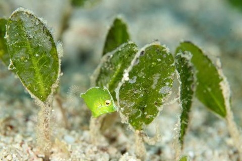 セダカカワハギ