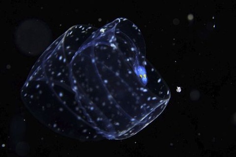 刺激的な水中生物