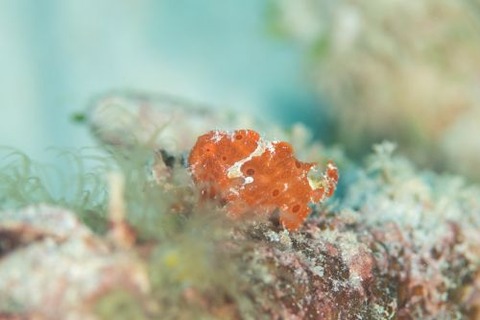 オオモンカエルアンコウ