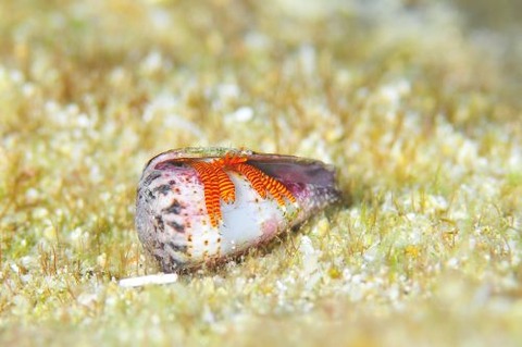 ベニワモンヤドカリ