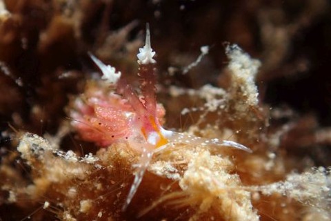 ウツセミミノウミウシ