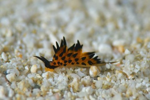 ツマグロモウミウシ