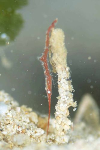 トガリモエビ属の1種