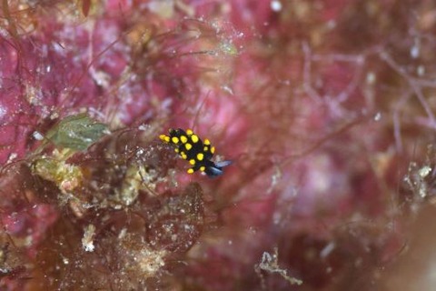 テントウウミウシ