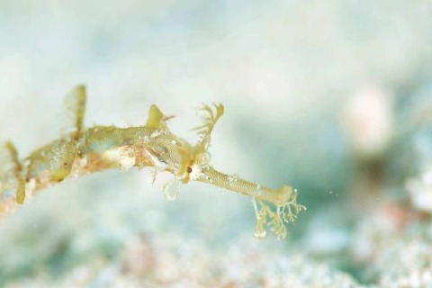 タツウミヤッコ