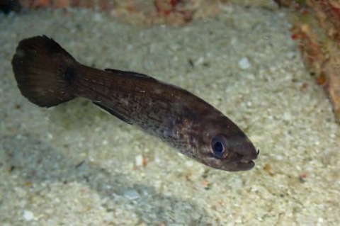 ヌメリテンジクダイ