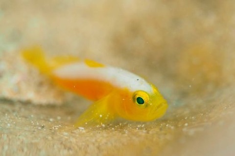 ナカモトイロワケハゼ