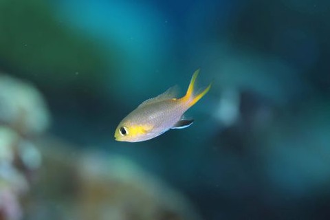 コビトスズメダイ