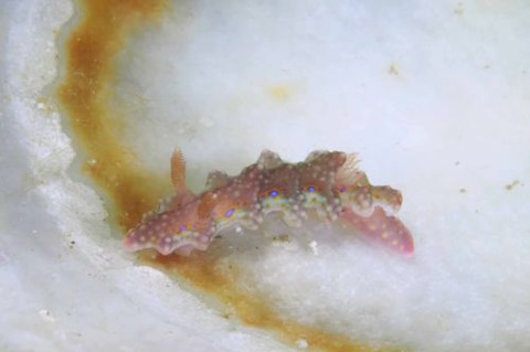 ヨセナミウミウシ