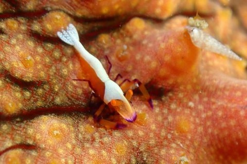 ウミウシカクレエビ