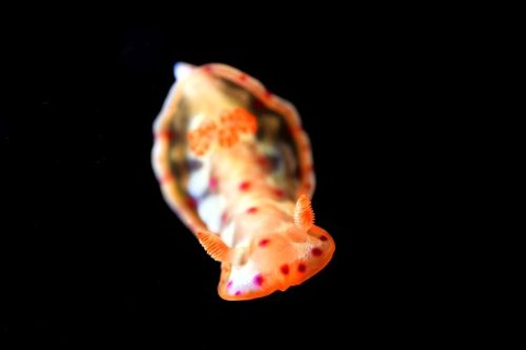 刺激的な水中生物