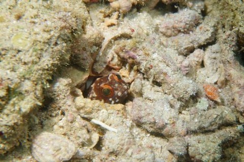 ホシカゲアゴアマダイ