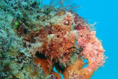 オオモンカエルアンコウ