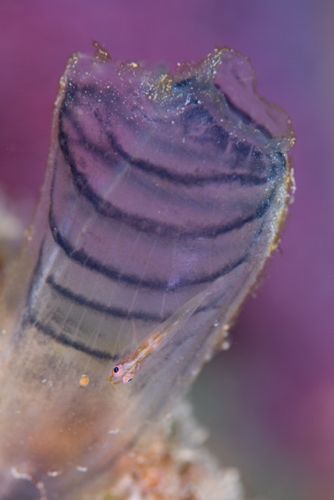 ウミショウブハゼ属の1種