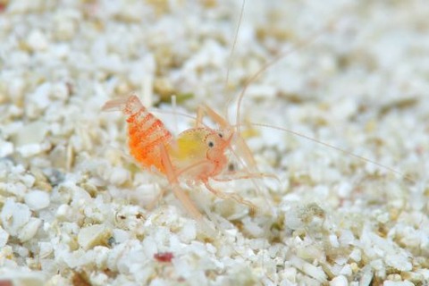 ベニマトイサンゴヒメエビ