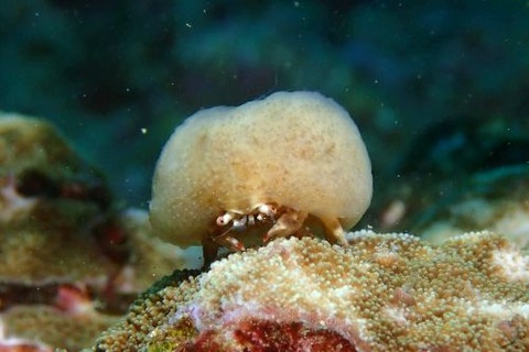 カイカムリ科の1種