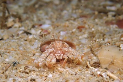 オオエビスヤドカリ