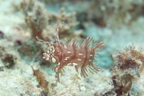 オビテンスモドキ