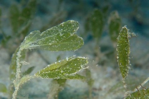 ヒラツノモエビ