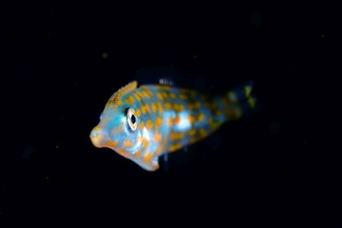 刺激的な水中生物