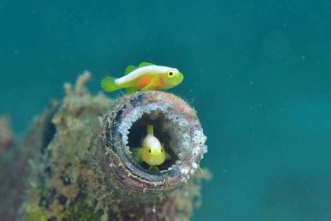 ナカモトイロワケハゼ