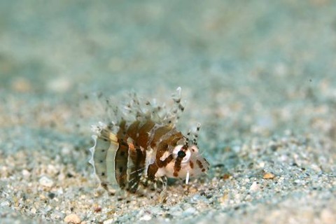 シマヒメヤマノカミ