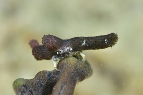 シカクイソカイカムリ