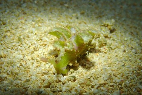 ゴクラクミドリガイ科の1種