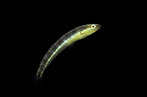 刺激的な水中生物