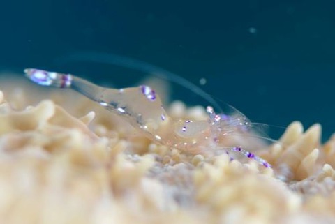 ナデシコカクレエビ