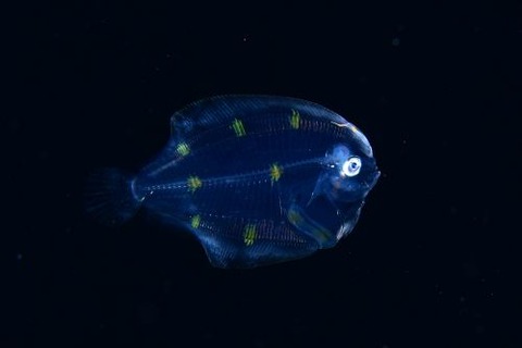 刺激的な水中生物