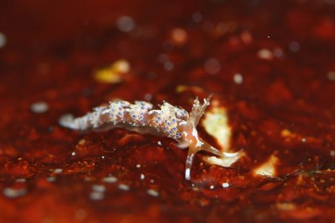 カロリア属の1種