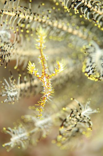 ニシキフウライウオ