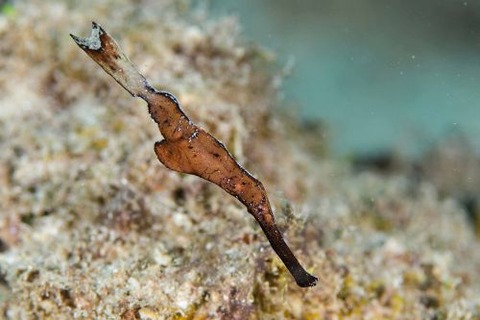 Solenostomus halimeda