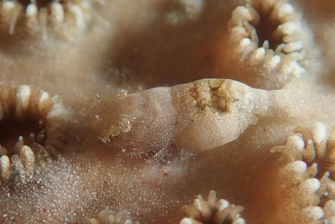 カクレモエビ属の1種