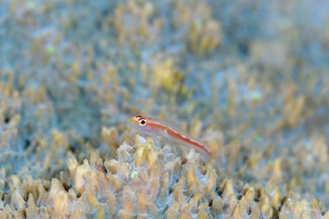 アカスジウミタケハゼ